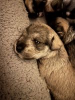 Standard Schnauzer Puppies for sale in Miami, FL, USA. price: $1,500