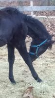 Standardbred Horse Horses for sale in Buxton, ME, USA. price: $2,000