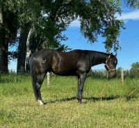 Standardbred Horse Horses for sale in Arlington, VA, USA. price: $2,500