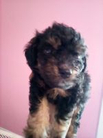Stephens Stock Puppies for sale in Cleveland Heights, OH, USA. price: $1,000