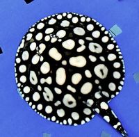 Stingray Fishes for sale in Houston, TX, USA. price: $750