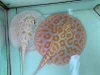 Stingray Fishes for sale in Montreal, QC, Canada. price: $1,200