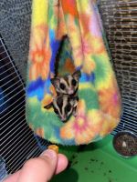 Male and Female Sugar Gliders 2 for sale!