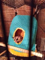 Sugar Glider Rodents for sale in Port St. Lucie, FL, USA. price: $450