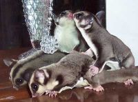 Sugar Glider Rodents for sale in New York, NY, USA. price: $200