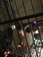 Sugar Glider Rodents for sale in Blanco, TX 78606, USA. price: $160