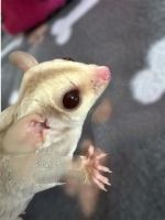 Sugar Glider Animals for sale in Waterville, ME, USA. price: $400