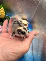 Sugar Glider Animals for sale in Killeen, TX, USA. price: $350