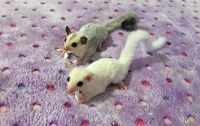 Sugar Glider Rodents for sale in Baltimore, MD, USA. price: $150