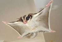 Sugar Glider Rodents for sale in Norwalk, CA, USA. price: $250