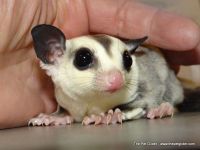 2 Sugar Gliders Male & Female