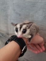 sugar gliders