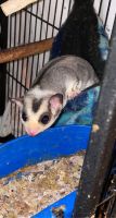 3 sugar glider males