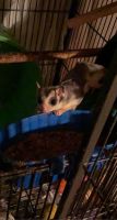 3 sugar glider males
