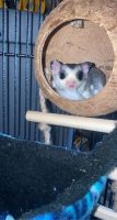 3 sugar glider males