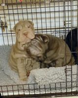 Sulimov Puppies for sale in Phoenix, AZ, USA. price: $500
