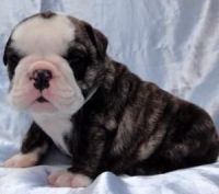 Sulimov Puppies for sale in Baltimore, MD, USA. price: $300
