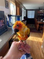 Sun Conure Birds for sale in Brighton, CO, USA. price: $600