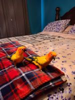 Sun Conure Birds for sale in Hurleyville, NY, USA. price: $2,800