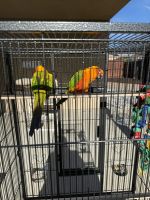 Sun Conure Birds for sale in Manteca, California. price: $2,000