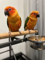 Sun Conure Birds for sale in Philadelphia, PA, USA. price: $500