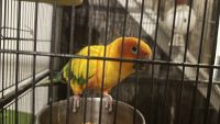 Sun Conure Birds for sale in 3400 Vine St, Cincinnati, OH 45220, USA. price: $800