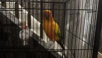 A pair of Sun Conures