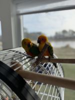 Sun Conure Birds for sale in Berlin, MD 21811, USA. price: $500