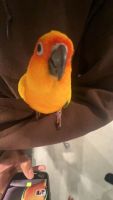 Sun conures for sale