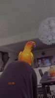 Sun conures for sale