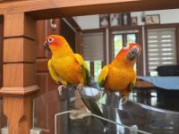 Sun Conure Birds for sale in Thodupuzha, Kerala, India. price: 30,000 INR