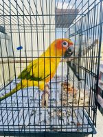 Sun Conure Birds for sale in Sambhram Education Trust Sambhram College Canteen, Adityanagar, Vidyaranyapura, Bengaluru, Karnataka 560097, India. price: 10,000 INR