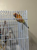 Baby Sun Conure