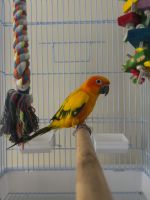 Baby Sun Conure