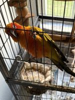 Sun Conure Birds for sale in Indianapolis, IN, USA. price: $750