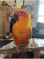 Sun Conure Birds for sale in Frisco, TX, USA. price: $1,000