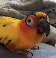 Sun Conure Birds for sale in Ridge Manor, FL, USA. price: $700