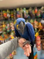 Sun Conure Birds for sale in 5450 Weslayan St Suite 12, Houston, TX 77005, USA. price: $1,800