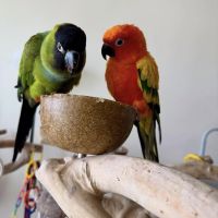 Sun Conure Birds for sale in 2 England's Ln, Belsize Park, London NW3 4TG, UK. price: 800 GBP