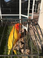 Sun Conure Birds for sale in Wesley Chapel, FL, USA. price: $200