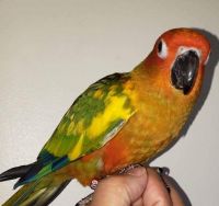 Sunbird Birds for sale in Brockton, MA, USA. price: $800