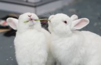 Sussex rabbit Rabbits Photos