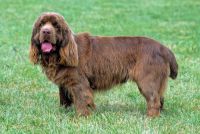 Sussex Spaniel Puppies for sale in OR-99W, McMinnville, OR 97128, USA. price: $699