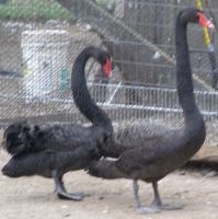 Swan Birds for sale in Tallahassee, FL, USA. price: $900