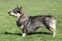Swedish Vallhund Puppies for sale in OR-99W, McMinnville, OR 97128, USA. price: $599