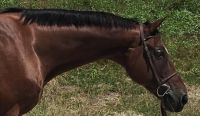 Swedish Warmblood Horses for sale in Tempe, AZ, USA. price: NA