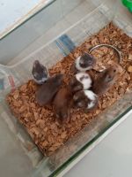 Syrian Hamster Rodents for sale in Tanur, Kerala 676302, India. price: 1,100 INR