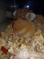 Syrian Hamster Rodents Photos