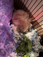 Syrian Hamster Rodents for sale in Moody, AL, USA. price: NA
