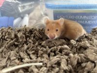 Syrian Hamster Rodents for sale in Piney Grove Rd, Columbia, SC, USA. price: $5